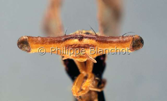 Richardia telescopica.JPG - Richardia telescopica (Portrait), Hammerhead Fly, Diptera, Richardiidae, Nicaragua